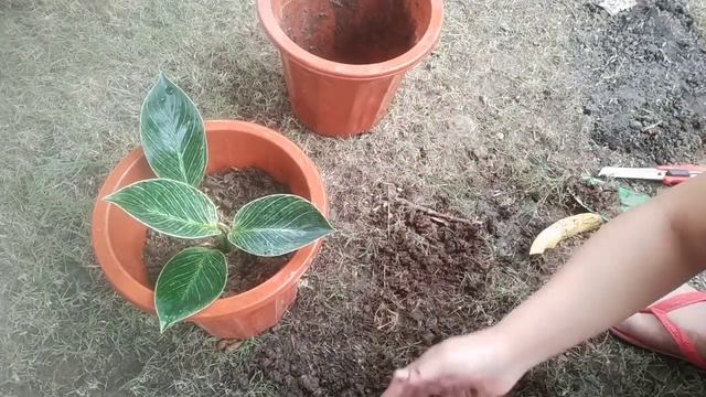 REPOTTING/PROPAGATION OF PHILO BIRKINS AND ALOCASIA MICKY MOUSE || Marlyn Carlos смотреть онлайн