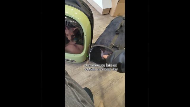 Trip to see the veterinarian смотреть онлайн