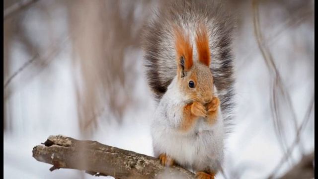Как звери готовятся к зиме? смотреть онлайн