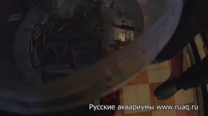 Красный неон. 1 День. Посадка на нерест