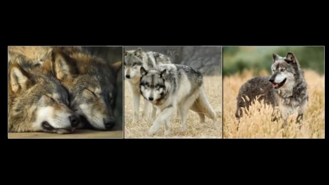 Ребятам о зверятах. Волки смотреть онлайн