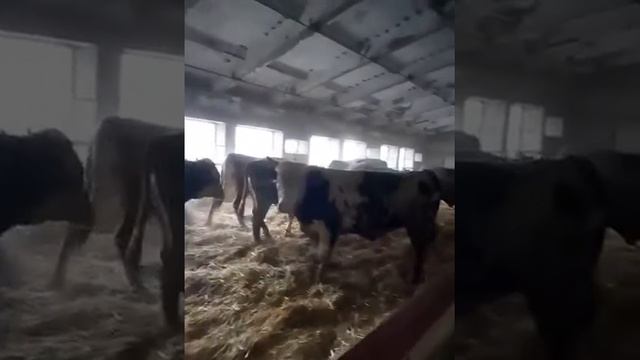 Беспривязное содержание КРС на глубокой подстилке смотреть онлайн