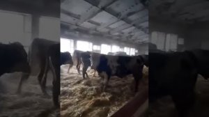 Беспривязное содержание КРС на глубокой подстилке