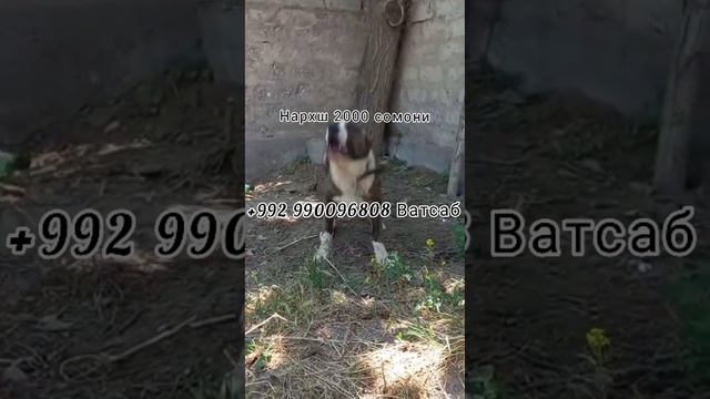 Алабай Саги Жанги фуруши Буромад Барои зотгири зурай👍🐅👉☎️ смотреть онлайн
