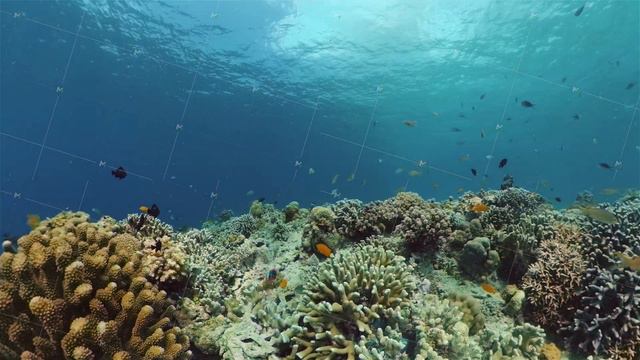 The underwater world of a coral reef. Philippines. смотреть онлайн