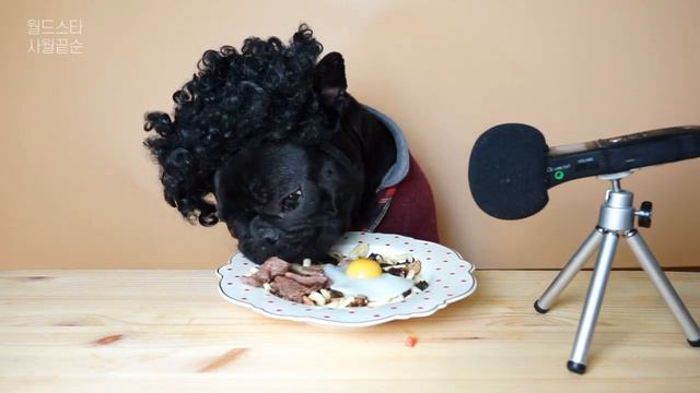 봉준호..아..아니, 봉사월감독님의 짜파구리 ASMR 먹방! (강아지ASMR) смотреть онлайн