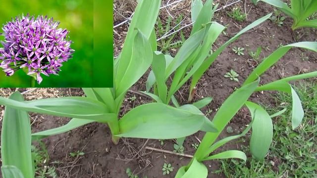 Лук Суворова  это цветок или овощная культура расскажу в этом видео за 2 минуты