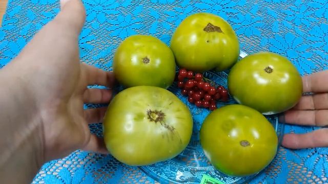 томат Изумрудный гигант смотреть онлайн