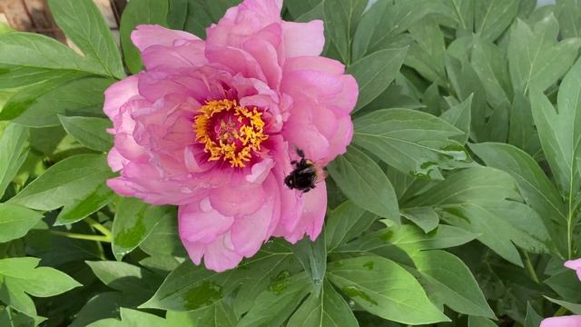 Жужжун. Шмель тяжеловес (100 кг, 90 см в холке))) на Paeonia First Arrival не удержался, упал… смотреть онлайн