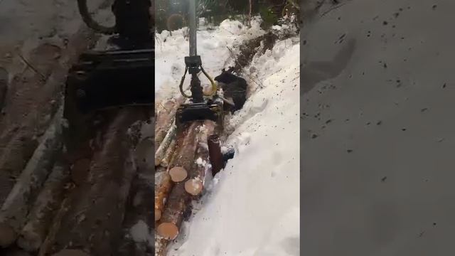 Лоси под Рощино (Приморский край) смотреть онлайн