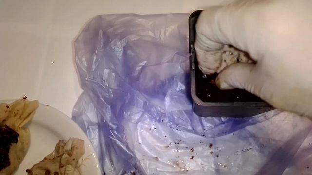 Как вырастить виноград в домашних условиях смотреть онлайн