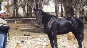 Карачаевская порода лошадей. Карачаевский конный завод.