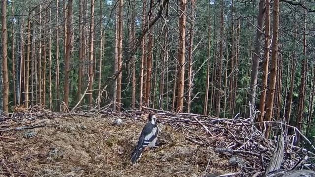Черный аист . Дятел работает в гнезде аиста контролером. смотреть онлайн