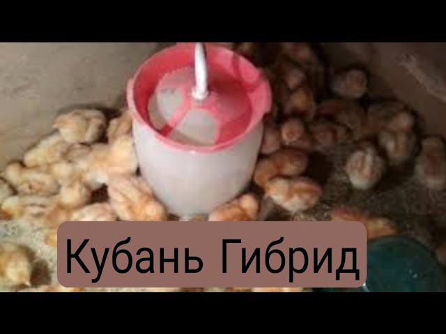 Куры несушки Кубань гибрид описаниеКубанская красная цыплята