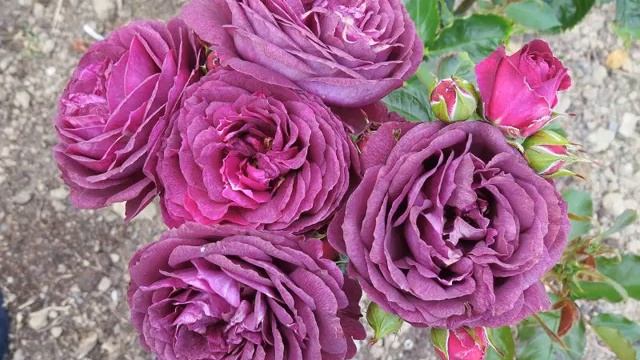Роза Эбб Тайд (Ebb Tide или Purple Eden) — посадка и уход смотреть онлайн