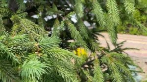 Зачем, как и когда нужно СТРИЧЬ ЕЛЬ. Показываю как это делаю я кусторезом Greenworks