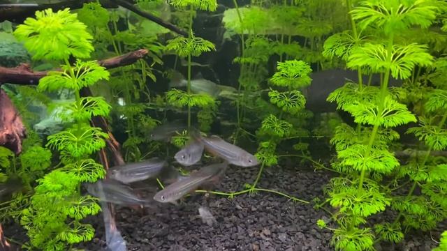 Danio (Devario) malabaricus swarming after adding fresh water смотреть онлайн