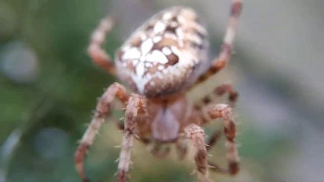 Паук крестовик (araneus diadematus) #spider смотреть онлайн