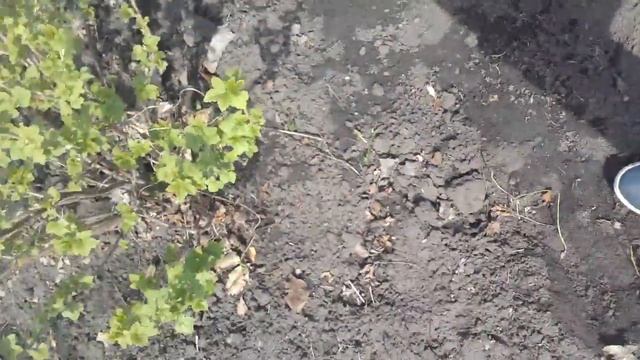 Я на даче долгожданный поход на дачу! смотреть онлайн