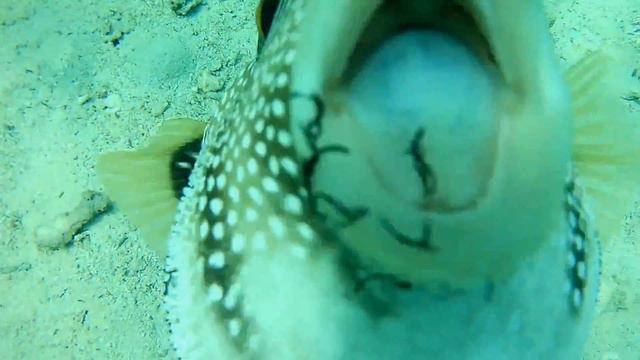 Пандора Красного Моря 2017-2018. The underwater world of the Red Sea. смотреть онлайн