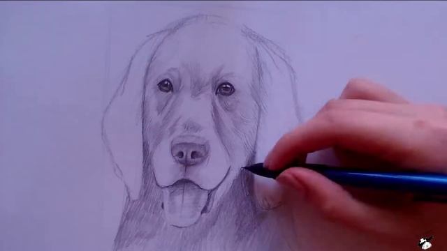 Как нарисовать #собаку быстро. Смешная собака золотой #ретривер. Рисунок карандашом. Урок рисования смотреть онлайн