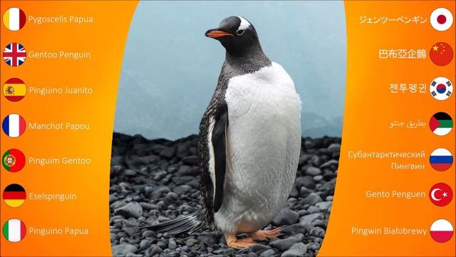 Bird Sounds: Gentoo Penguin