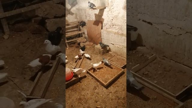 бывшая моя голубятня