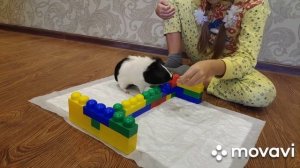 Тренируем Эльзу. Дрессировка морской свинки. Барьер. guinea pig.