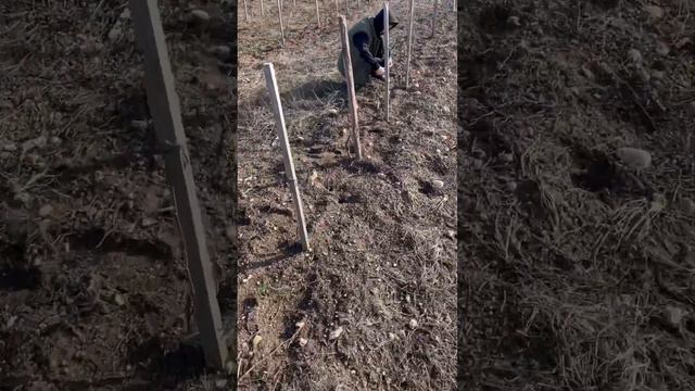 Чем отличается парашютный спорт и виноградарство