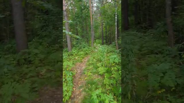 лзс и шкура медведя смотреть онлайн