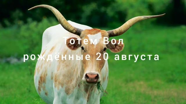 Тотем Вол рождённые 21 августа смотреть онлайн