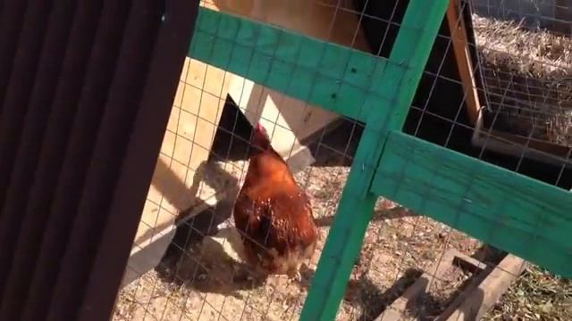 Супер подстилка у кур! смотреть онлайн