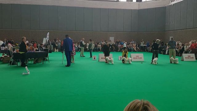 WDS-2018, Bichon Frise, class champions females. Part 1. смотреть онлайн