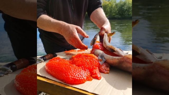 Рыбалка на Камчатке смотреть онлайн