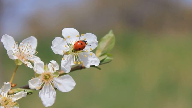 하루를 긍정적으로 시작하는 편안한 음악| MELLOW SOUL