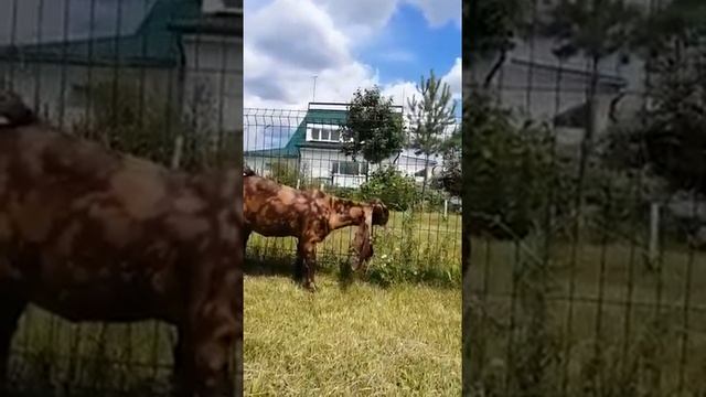 IMG 2722 Восточные козы Камори. Унакальные,крупные,продуктивные животные. смотреть онлайн