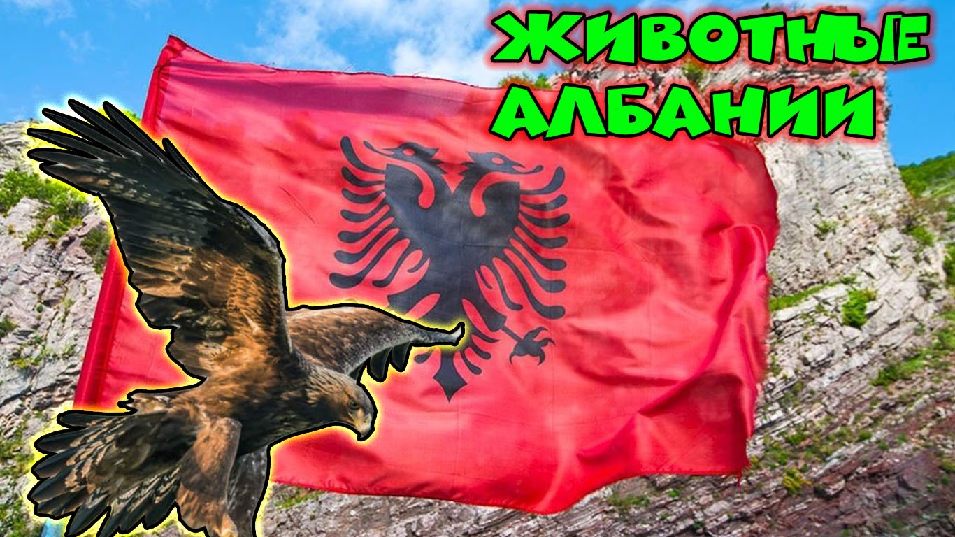 Животные Албании смотреть онлайн