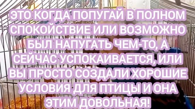 Попугай скрепит клювом|Почему попугай скрепит клювом!?|Тоша попугай Channel смотреть онлайн