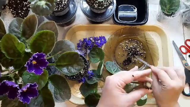 Фиалки омолаживание снос головы.