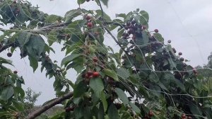 Черешня ИПУТЬ 2020 ч.2