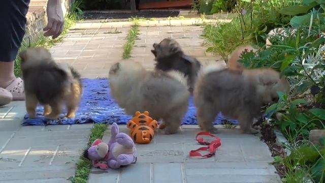 Щенки Померанского шпица из питомника смотреть онлайн