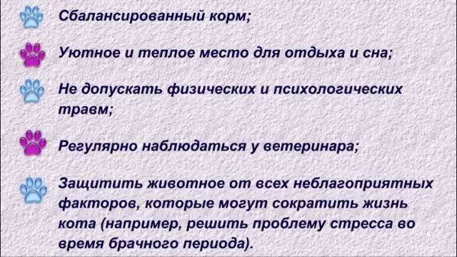 Возраст кошки по человеческим меркам Age of the cat by human standards смотреть онлайн