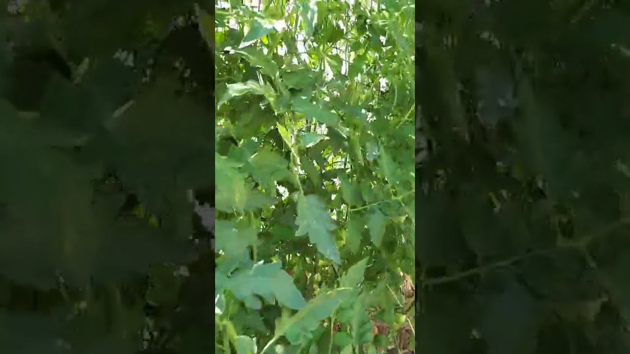 ТОМАТЫ открытого грунта безрассадные сорт ДЕ БАРАО, тоже нравится их вкус смотреть онлайн