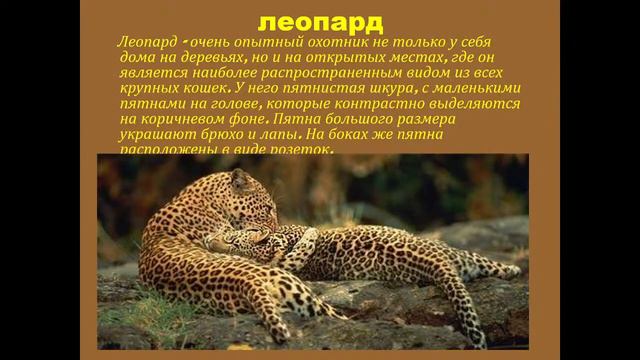 всё о котах смотреть онлайн