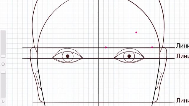 Схематичное построение «Идеального лица»
