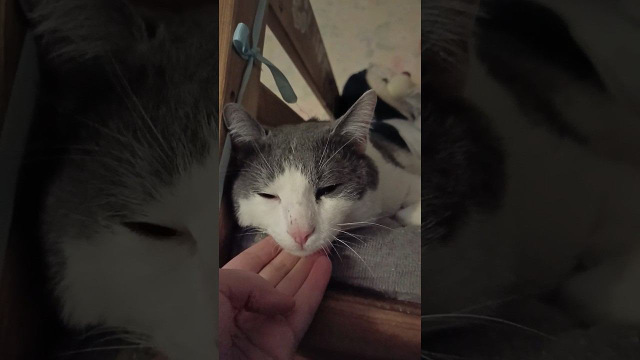 Может я им не родной!? #мурзик #кот #питомец #приколы #котики #лайк смотреть онлайн