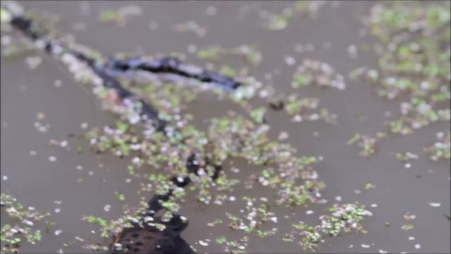 Брачный танец гребенчатых тритонов/ Mating dance of Crested Newts. Moscow region, Russia12.05.2021 смотреть онлайн