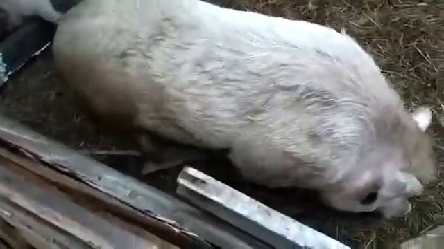 Свиньи теперь едят все вместе из корыта, но им мало места. смотреть онлайн