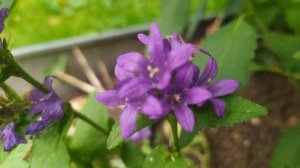 Влаголюбивые растения.