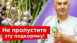 ГОЛОВКИ ЧЕСНОКА УВЕЛИЧАТСЯ ВДВОЕ, если сделать сейчас эти нехитрые работы!
